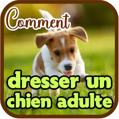 Comment dresser un chien adult